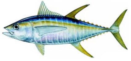 Albacora Lajeira/Yellowfin Tuna